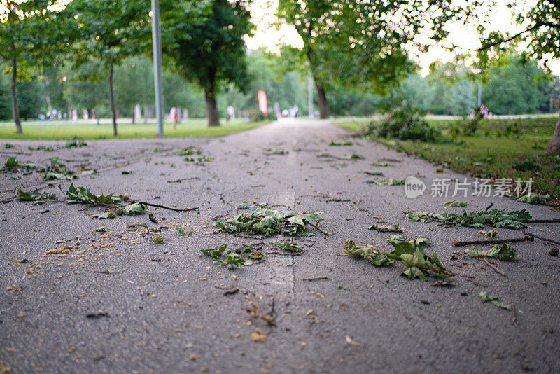 暴风雨过后潮湿的小路上的树叶和小树枝