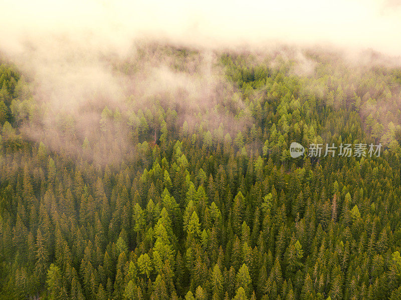 阿尔卑斯山中东部的一座山上的松树林景观