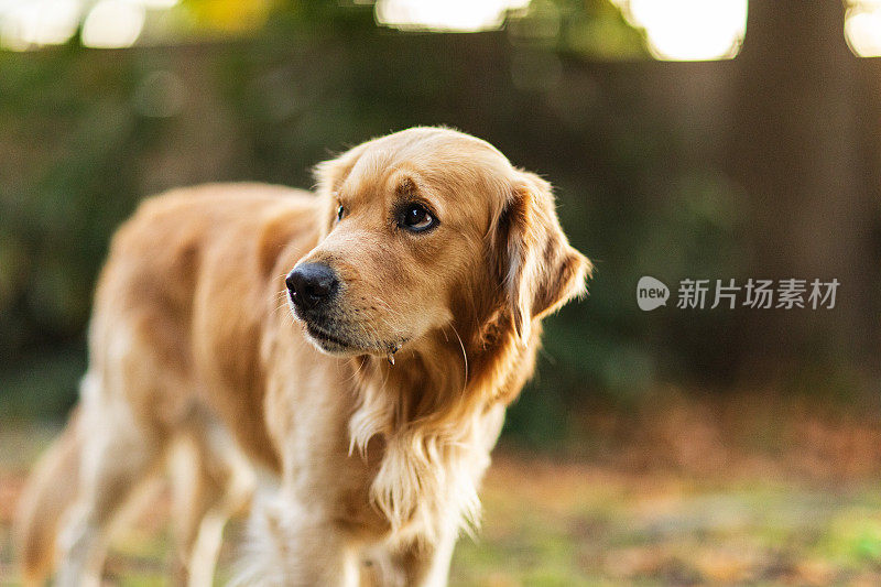 在温暖的午后阳光下，金毛猎犬看起来忧心忡忡。