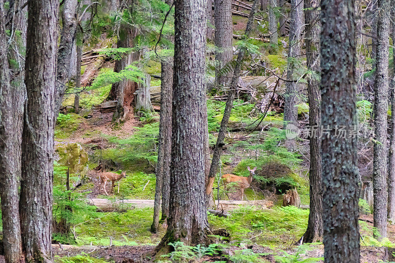 冰川国家公园森林里的鹿和小鹿