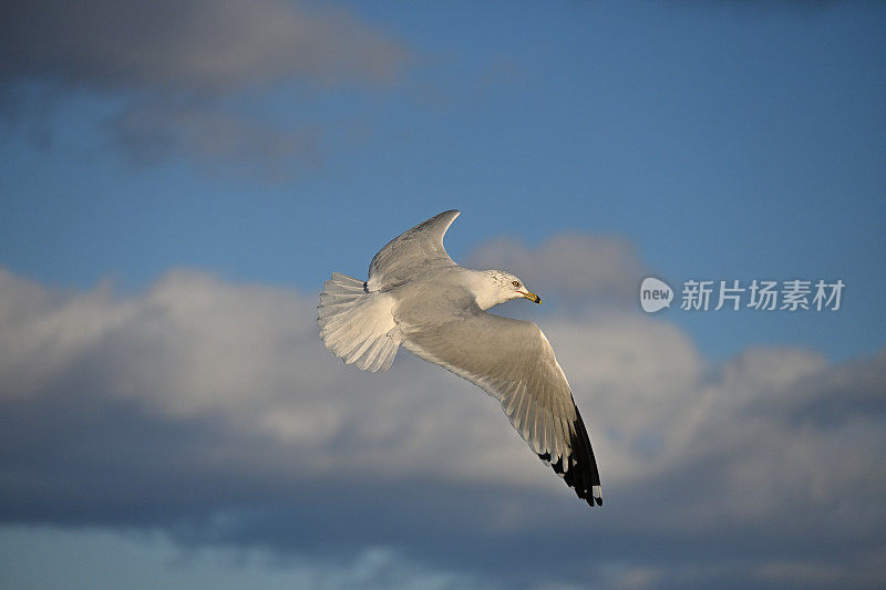 海鸥在云中飞翔