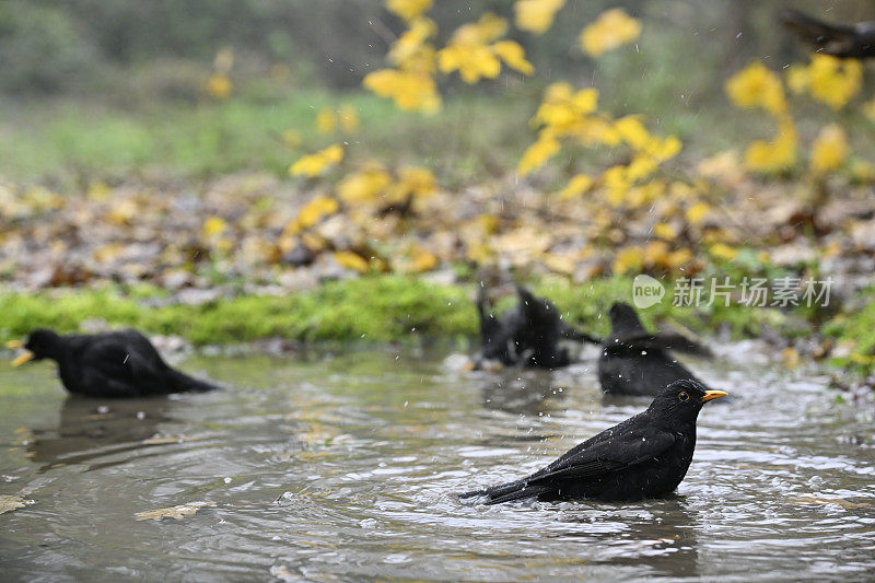 一群黑鸟在洗澡