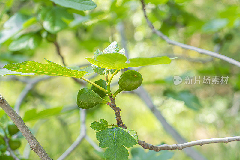 树上的绿无花果