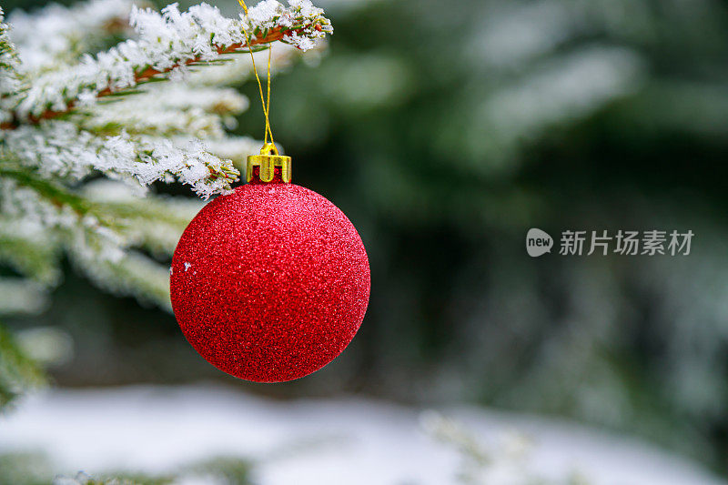 挂在结霜的松树上的红色圣诞球特写