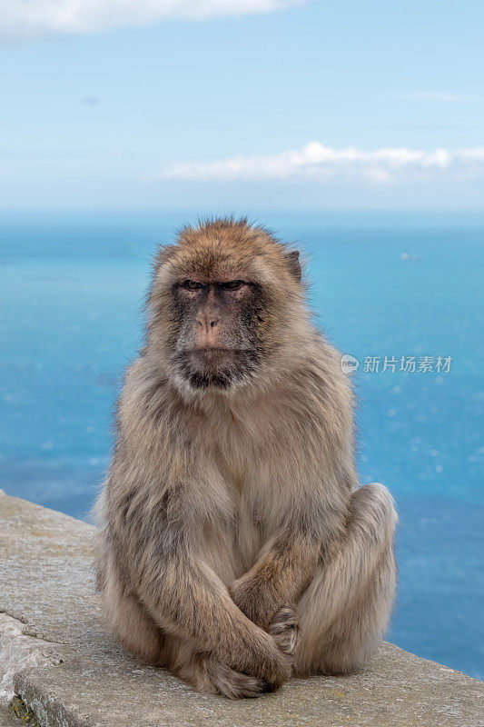 巴巴里猕猴坐在直布罗陀岩石的墙上，背景是海景