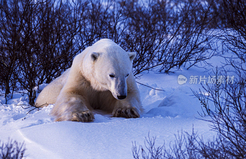 丘吉尔柳树中的一只野生北极熊