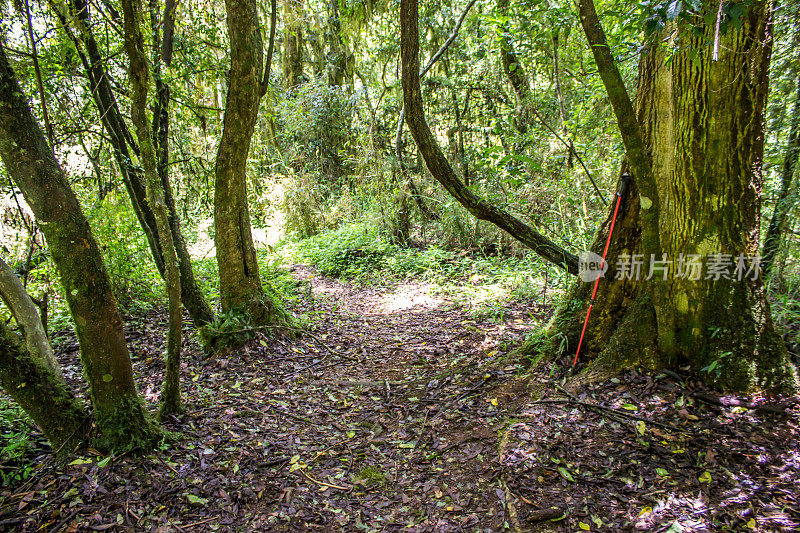 在南非Magoebaskloof原生森林的一小块空地上，一根红色的徒步手杖。