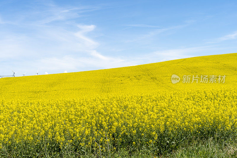 油菜籽开花期间的黄色田野