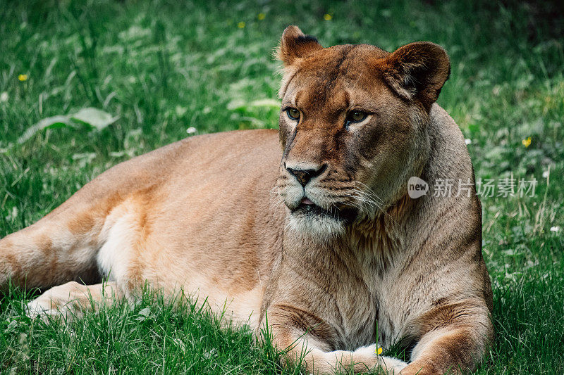 躺在草地上的雌狮安详而敏锐，散发着优雅和野性的优雅
