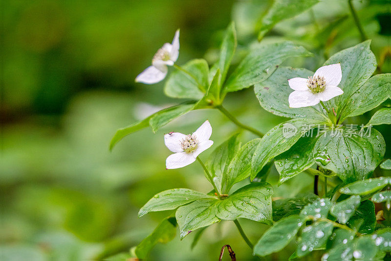 蔓越莓花和昆虫