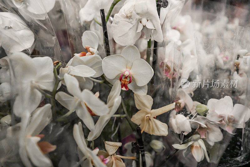 可爱的白色花朵在塑料袋出售伟大的Gif