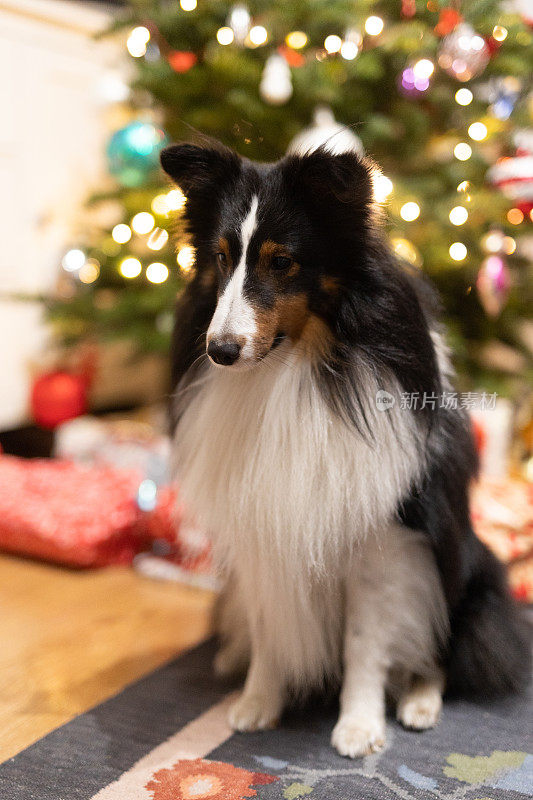 雪蒂牧羊犬对着圣诞树