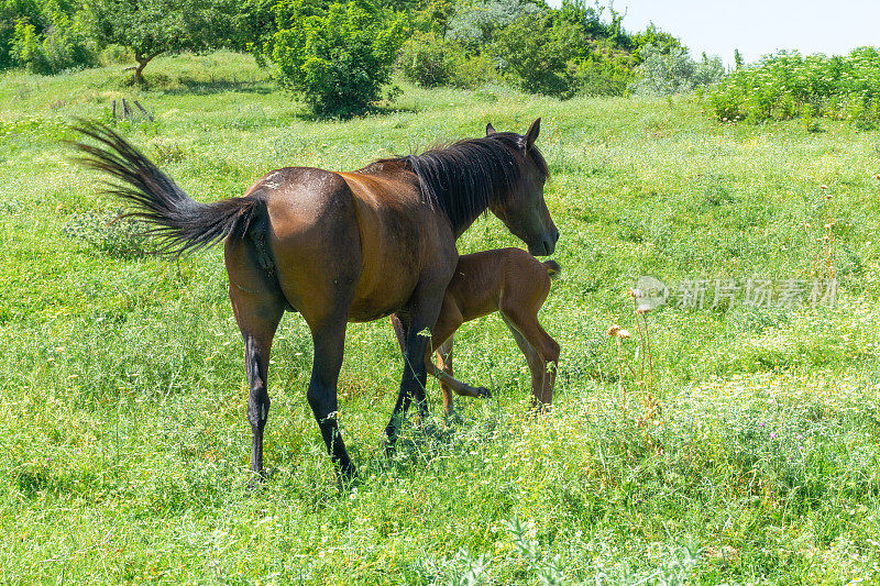 棕色的马和美丽的小马驹在绿色的草地上。在母亲掩护下的孩子。