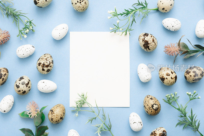 喜庆的复活节节日贺卡概念。复活节装饰鹌鹑和白色的蛋，空卡片和花在蓝色的背景。复制空间，俯视图，模型