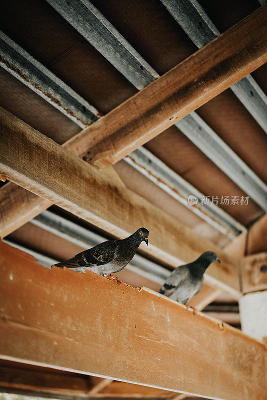 鸽子站在屋顶上的特写镜头