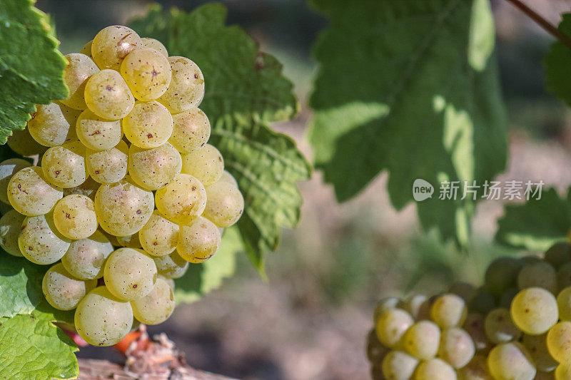 成熟白葡萄的金葡萄和绿叶可制成干白、半甜白、甜白和起泡白葡萄酒。雷司令葡萄酒，希尔凡纳。德国。巴伐利亚,法兰克尼亚。有选择性的重点