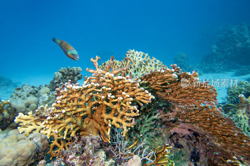 热带海底色彩斑斓、风景如画的珊瑚礁，黄火珊瑚和鹦嘴鱼，水下景观
