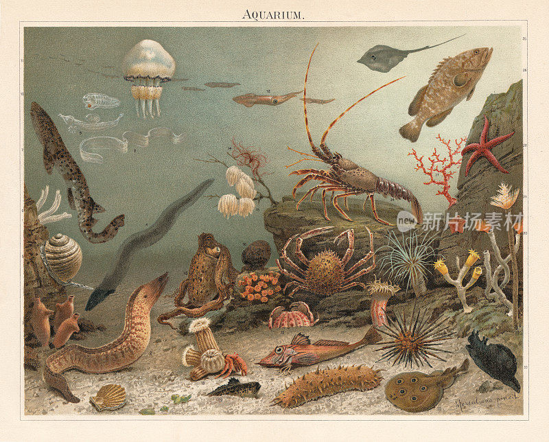 海洋水族馆，意大利那不勒斯动物园，色谱仪，出版于1897年
