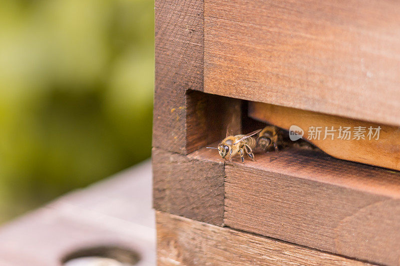 一只蜜蜂坐在蜂巢的飞洞里，准备起飞和采集花蜜