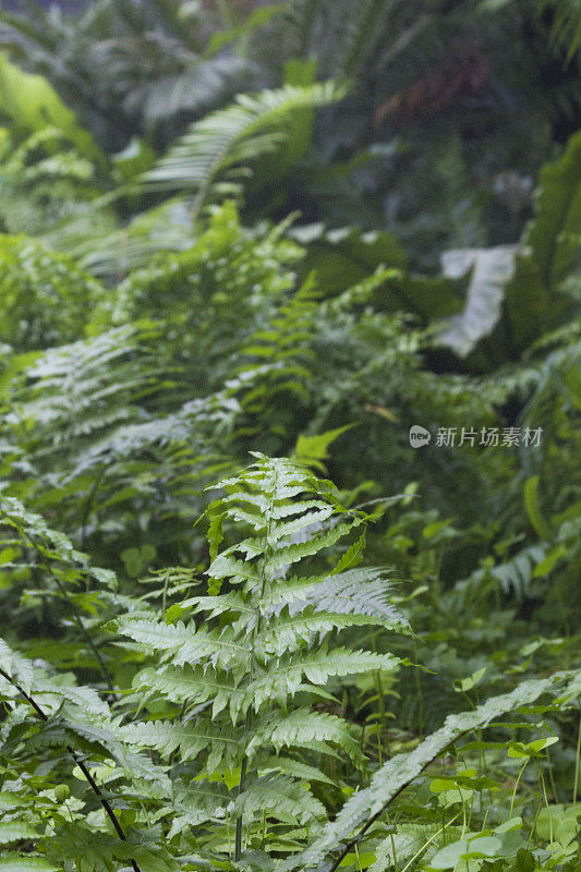 蕨类植物生长的特写