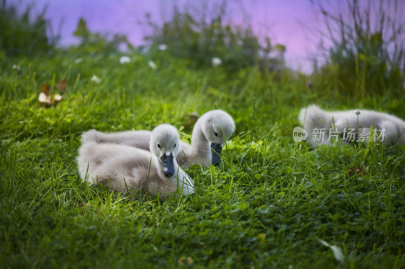 年轻的天鹅或丑小鸭在绿色的草地上休息