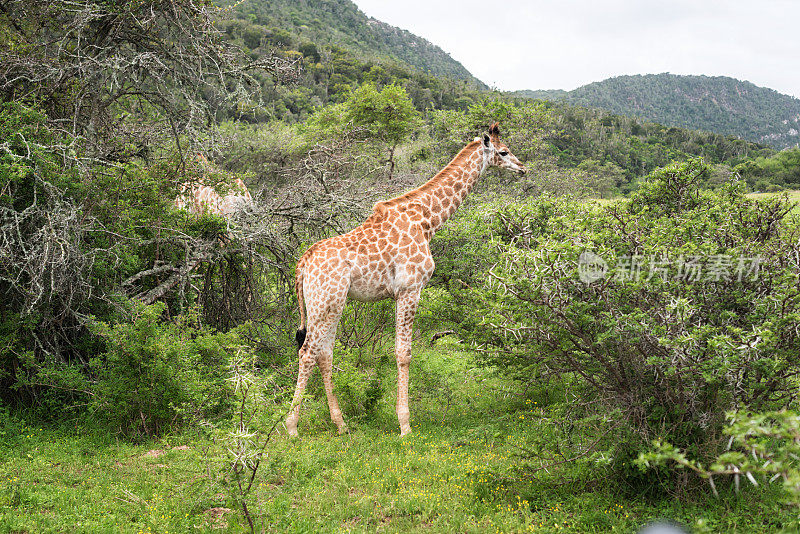 长颈鹿在南非的荒野景观在狩猎中观看