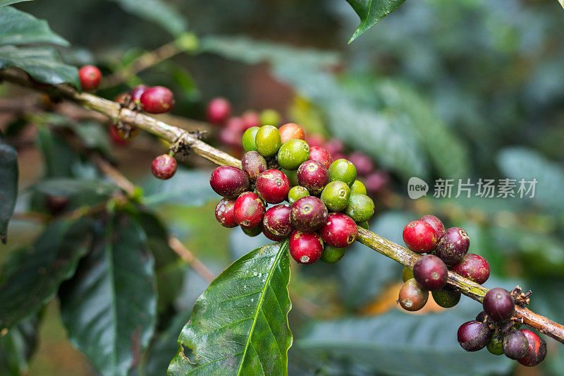 咖啡灌木和咖啡豆