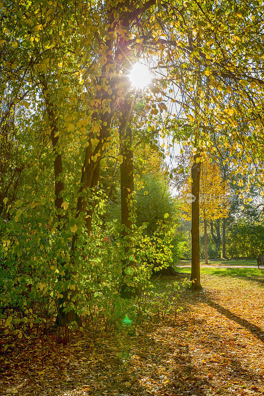 秋天公园的阳光