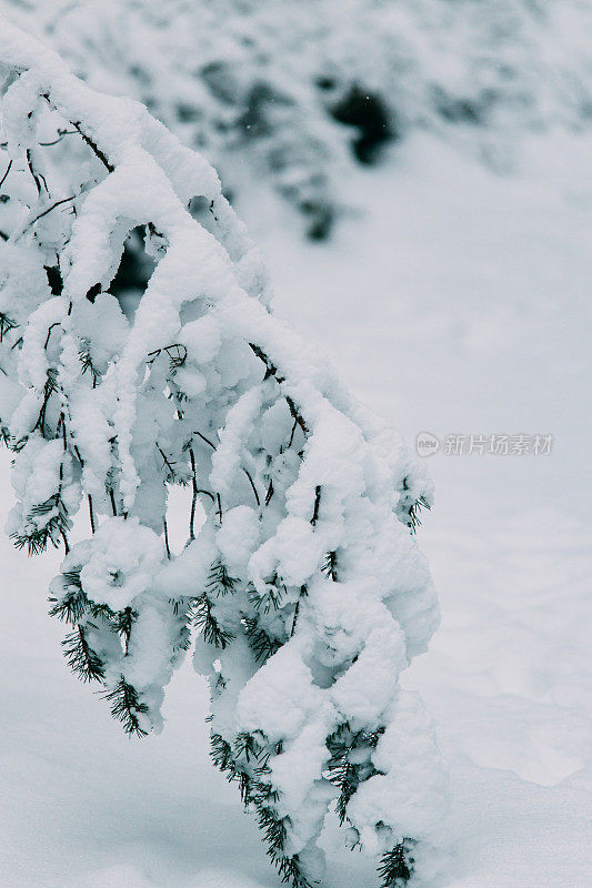 神奇的雪覆盖了树木。美丽的冬天的风景