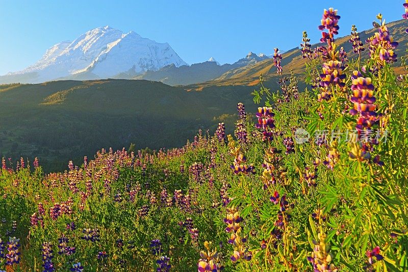 秘鲁的喀什，喀什山脉的胡斯卡兰山脉和日出时的野花