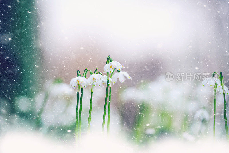 白桦上的晚春雪