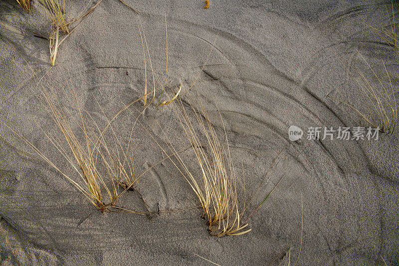 在波罗的海沿岸的风沙和干草上形成的圆圈