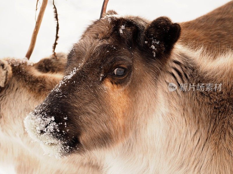 特写的驯鹿与雪的鼻子