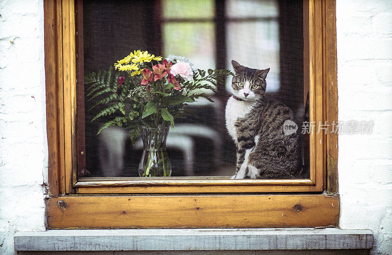 虎斑猫和花束透过窗户
