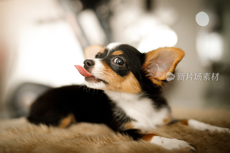 可爱的吉娃娃小狗伸出舌头
