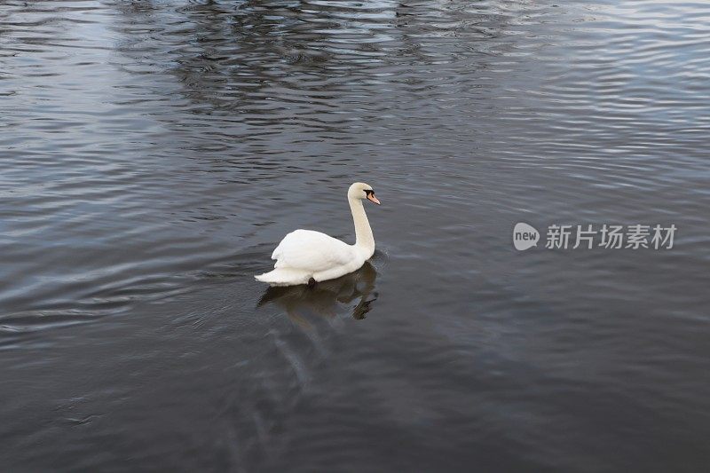 天鹅在湖上游泳