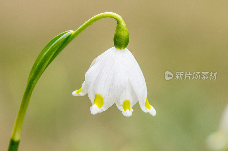 夏天的雪花