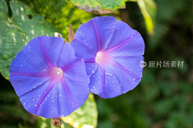 盛开的紫罗兰花