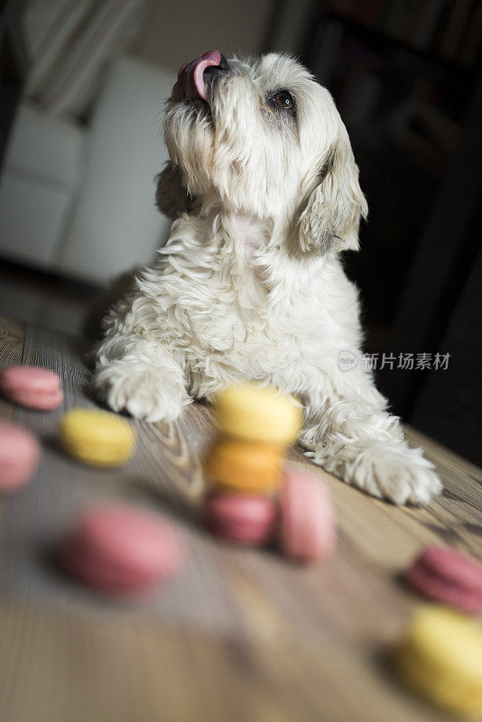 可爱的西施犬吃了杏仁饼干后舔自己的鼻子