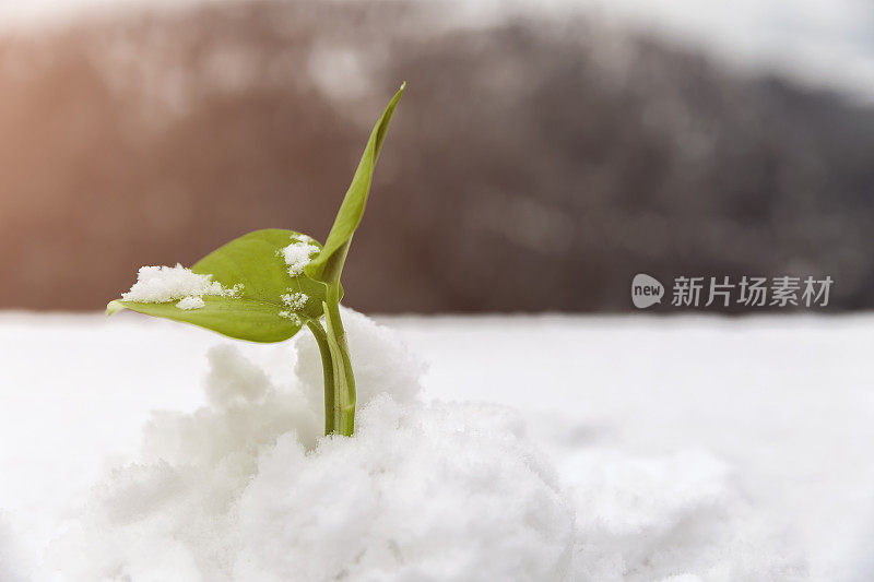 新生命在雪中生长