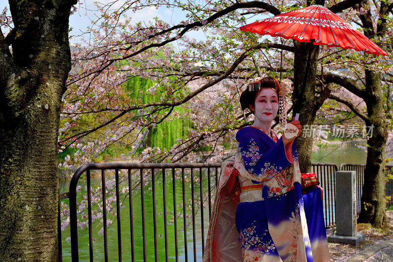 穿着美子服饰的日本妇女在京都运河边欣赏樱花