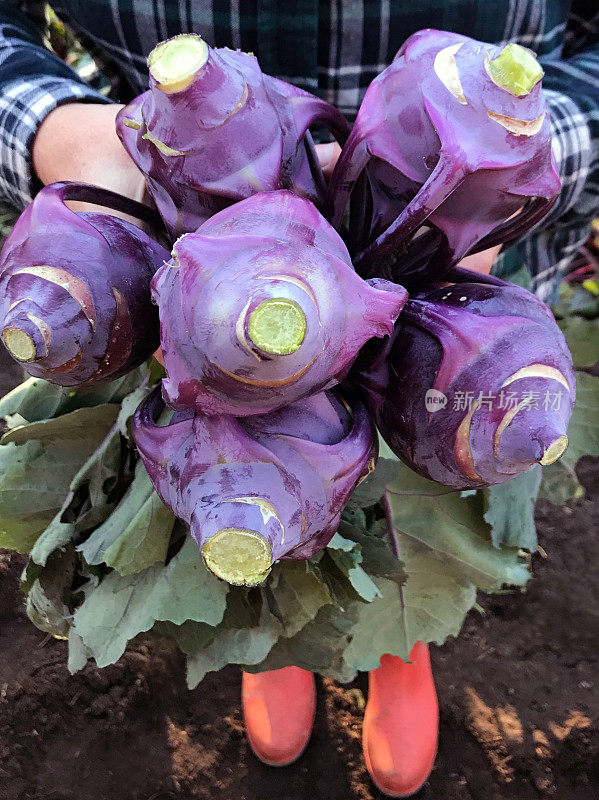 自家种植的新鲜的大头菜