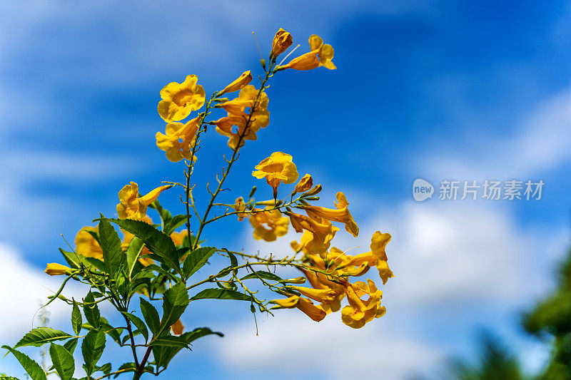 黄色的花映衬着蓝色的天空