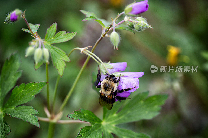 大黄蜂收集花粉