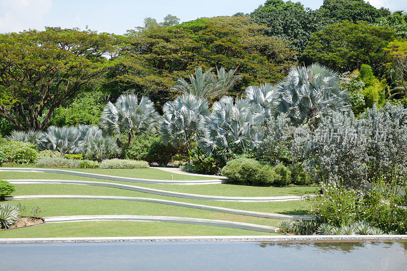 新加坡霍特公园的树木