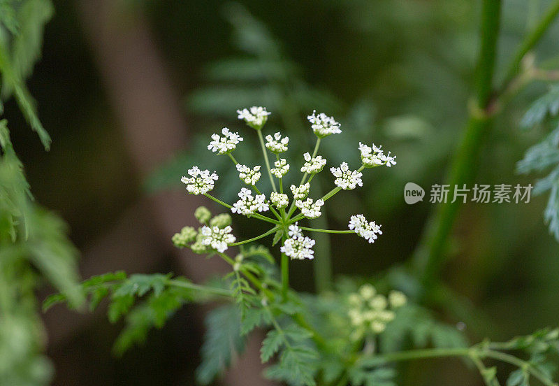 毒芹植物