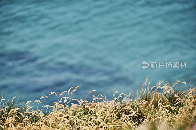 野生植物和海草俯瞰蓝色的海在康沃尔海岸，庞托尔，纽基，康沃尔一个阳光明媚的六月天。