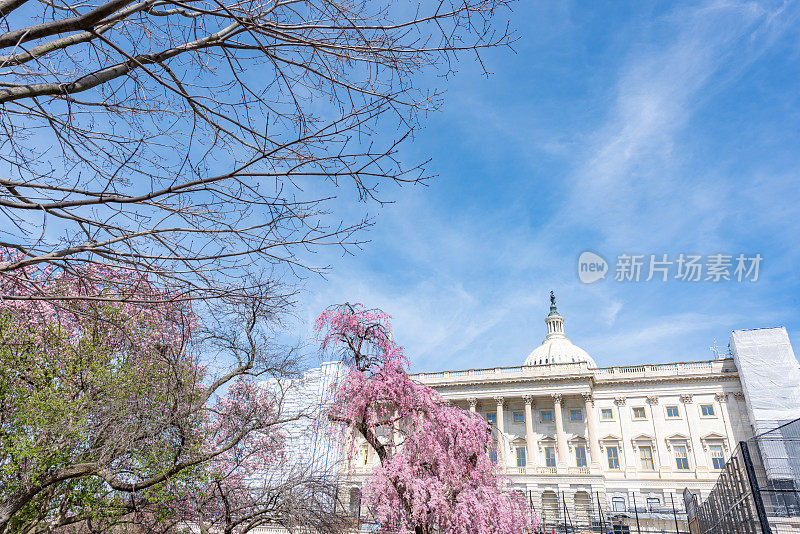 美国首都华盛顿举行的国家樱花节