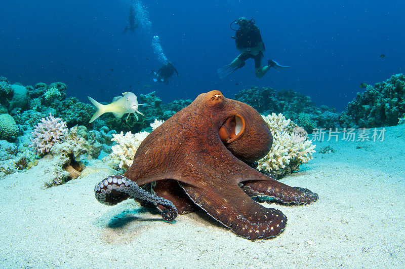 海底的一只红色大章鱼