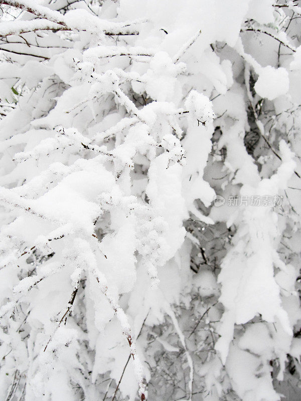 树枝在雪